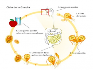 Lamblia parazit tedavisi Giardia es zoonosis