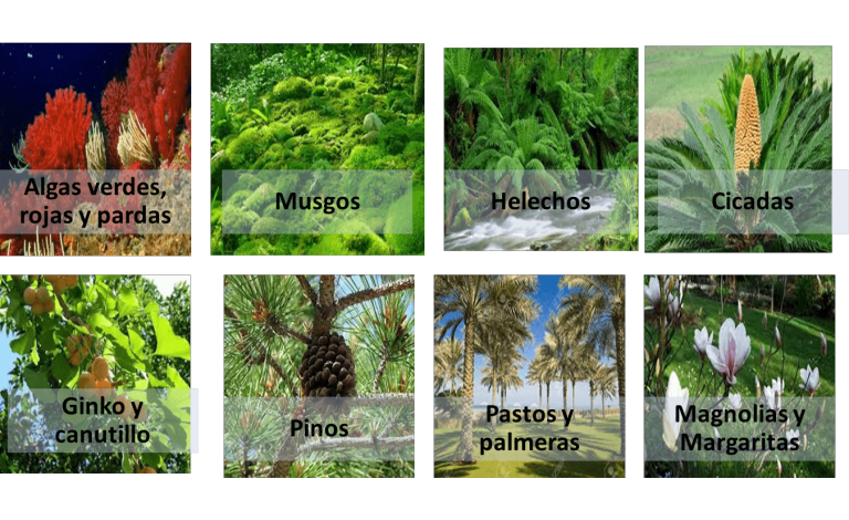 México Biodiverso | Raza Cósmica